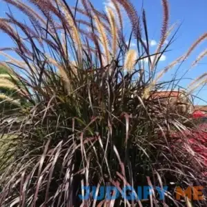 2.5 Qt. Purple Fountain Grass