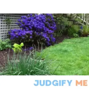 Rhododendron Blue Baron - Very Purple(Blue) Small Blooms - Will Grow to Three Feet - Two Gallon Size Plant - Hardy to -10 F