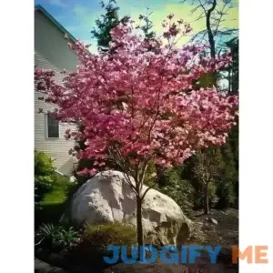 Pink Dogwood Tree Buy 1 Get 1 Free