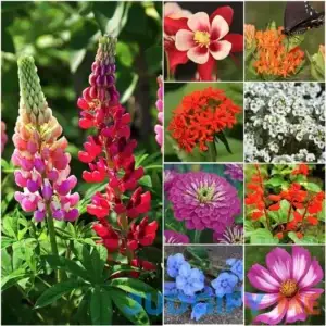Butterfly and Hummingbird Attracting Wildflower Seeds - .2 Oz - Approximately 3