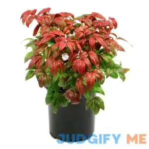Nandina 'Fire Power' 1pc National Plant Network LW0022