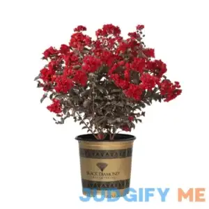 Black Diamond 2.25 Gal. Crape Myrtle Best Red Shrub