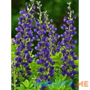 Baptisia Sparkling Sapphires Perennial Plant by Bluestone Perennials