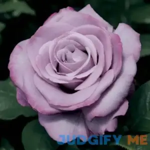 Neptune Hybrid Tea Rose