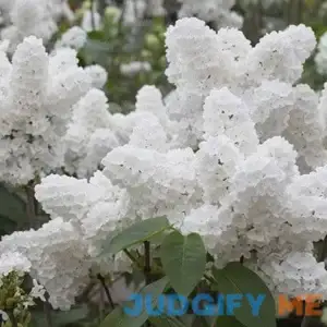 Kviter 25 White Japanese Lilac Seeds