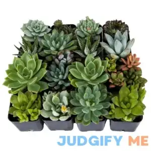 DecoBlooms Bulk Assorted Succulents (Pack of 16)