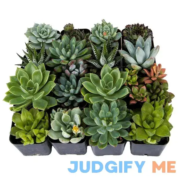 DecoBlooms Bulk Assorted Succulents (Pack of 16) DecoBlooms Bulk Assorted Succulents (Pack of 16)