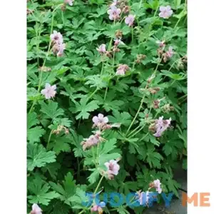Perennial Farm Marketplace Geranium m. 'Ingwersen's Variety' Groundcover