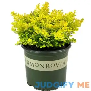 Blooming & Beautiful Golden Nugget Dwarf Japanese Barberry 3 gal