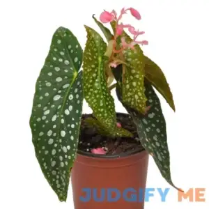 Begonia maculata Double Dot Double Dot Cane Begonia