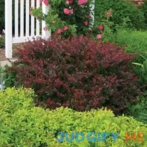 Crimson Pygmy Barberry - 1 Gallon Pot - Deer-Resistant