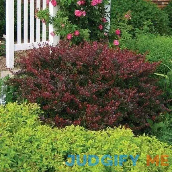 Crimson Pygmy Barberry - 1 Gallon Pot - Deer-Resistant Crimson Pygmy Barberry - 1 Gallon Pot - Deer-Resistant