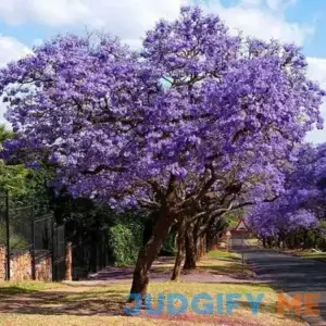 Brighter Blooms Jacaranda Tree 2-3 ft