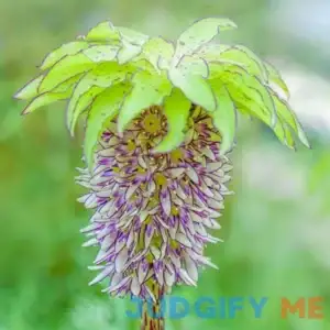 Pineapple Lily Bag of 5 Wholesale Bulbs Eucomis bicolor Zone 3-10