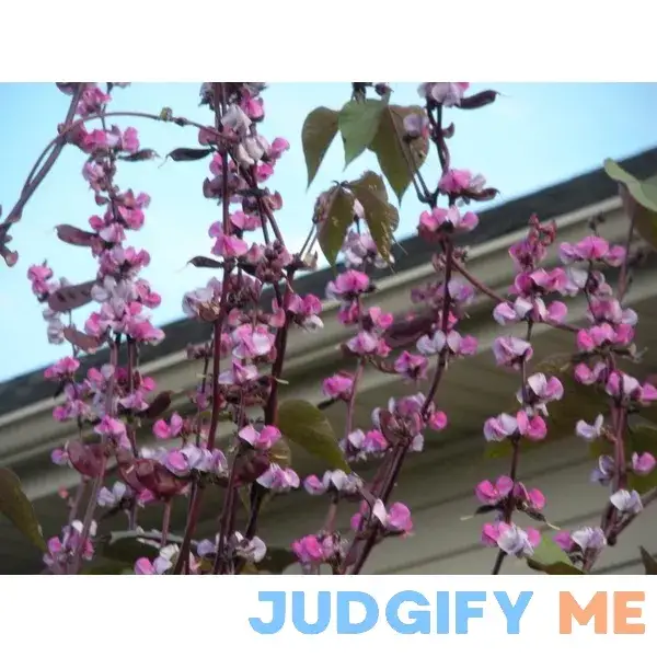 Purple Hyacinth Bean 50 Seed Purple Hyacinth Bean 50 Seed