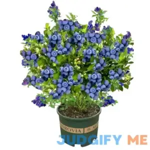 Blueberry Live Plant Tree Bush seedlings - Full Sun Live Outdoor Plant-18 inch Height for Yards and Garden Decoration