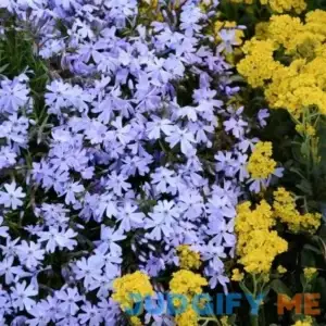 'Emerald Blue' Creeping Phlox | One Quart