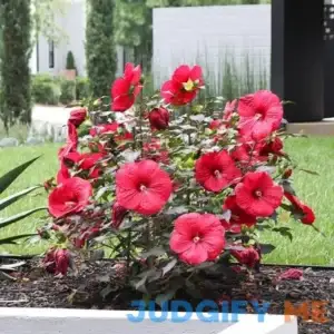 Midnight Marvel Hardy Hibiscus