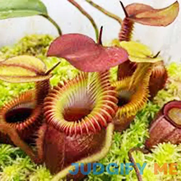 QAUZUY GARDEN 100 Rare Nepenthes Pitcher Plant Seeds QAUZUY GARDEN 100 Rare Nepenthes Pitcher Plant Seeds