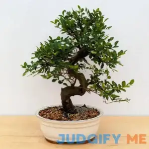 Chinese Elm Bonsai Tree - Medium - Great For Beginners - Bonsai Outlet