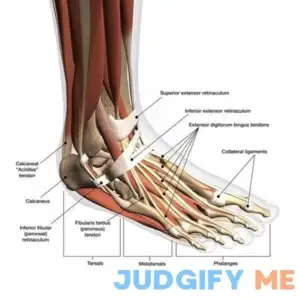 Anatomy of human foot with labels. Poster Print by Hank Grebe/Stocktrek Images