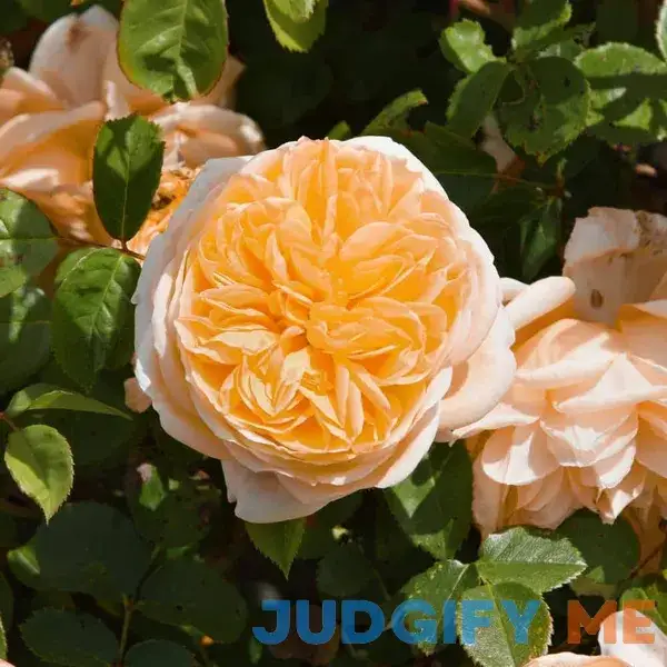 National Plant Network 2.5 in. Rose Orange Honey LW1612 National Plant Network 2.5 in. Rose Orange Honey LW1612