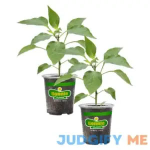 Bonnie Plants Shishito Pepper