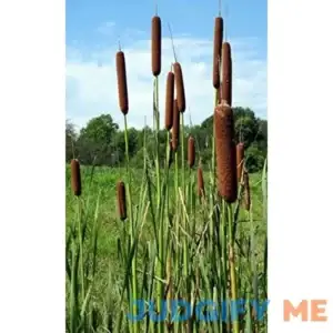50 CATTAILS Cat Tails Typha Latifolia Water Pond Grass Flower Seeds