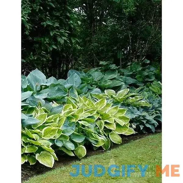 Mixed Hosta Value Bag Mixed Hosta Value Bag