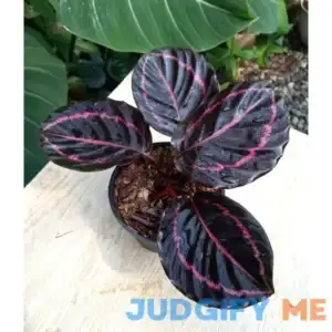 Calathea Black Lipstick Very Beautiful Leaves Free Phytosanitary Ornamental Plant