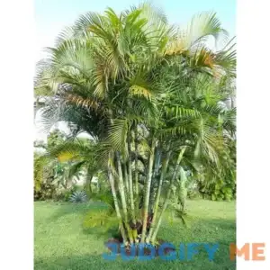 FIVE Outdoor Live Plants- Starter Areca Palms - Grows to 20-30 ft in Height Indoor Outdoor Plant- Strong Young Small Plants