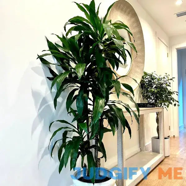 Dracaena Lisa | Popular Modern House Plant XL (5-6 ft) | XL (5-6 ft) Dracaena Lisa | Popular Modern House Plant XL (5-6 ft) | XL (5-6 ft)