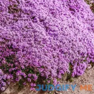 Creeping Thyme Seeds - Thymus Serpyllum Ground Cover - 1500 Seeds