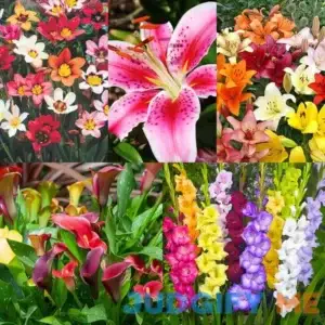 Complete Summer Flower Bulb Garden 75 Bulbs for 50 Days of Continuous Blooms