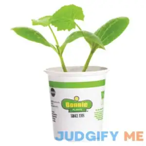 Hales Best Jumbo Cantaloupe Seeds