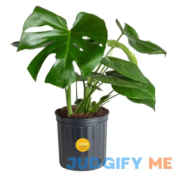 Costa Farms Monstera Swiss Cheese Plant Live Indoor Plant Easy to Grow Split Leaf Houseplant in Indoors Costa Farms Monstera Swiss Cheese Plant Live Indoor Plant Easy to Grow Split Leaf Houseplant in Indoors