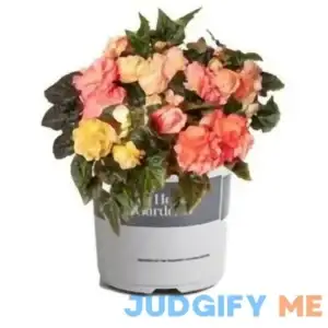 Better Homes & Gardens 2.5 Quart Limitless Dark Rose Begonia