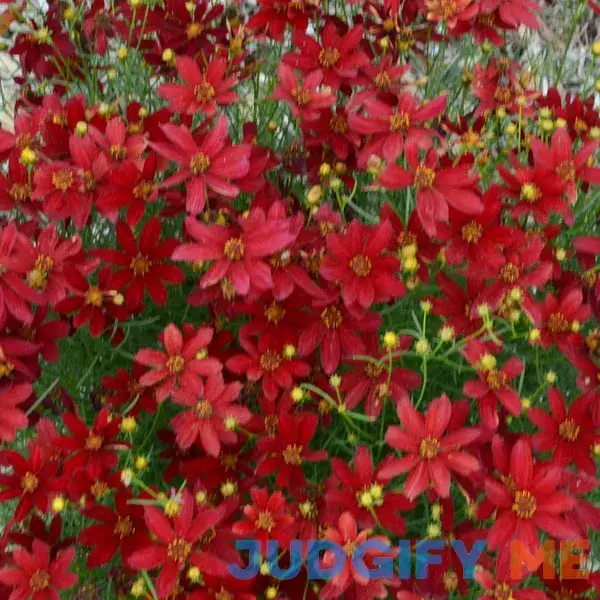 Spring Hill Nurseries Hot Paprika Coreopsis Dormant Bare Root Flowering Perennial Plant grown in a 2 in. pot 83319 Spring Hill Nurseries Hot Paprika Coreopsis Dormant Bare Root Flowering Perennial Plant grown in a 2 in. pot 83319