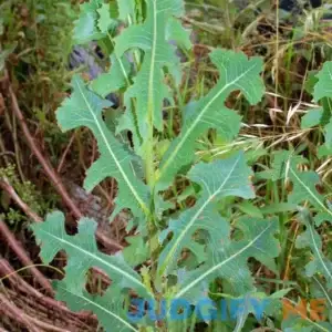 Prickly Wild Lettuce Seeds (Lactuca serriola) 25+ Rare Medicinal Herb Seeds in FROZEN SEED CAPSULES for The Gardener & Rare Seeds Collector