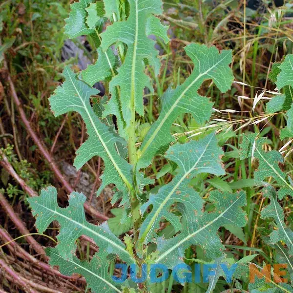 Prickly Wild Lettuce Seeds (Lactuca serriola) 25+ Rare Medicinal Herb Seeds in FROZEN SEED CAPSULES for The Gardener & Rare Seeds Collector Prickly Wild Lettuce Seeds (Lactuca serriola) 25+ Rare Medicinal Herb Seeds in FROZEN SEED CAPSULES for The Gardener & Rare Seeds Collector