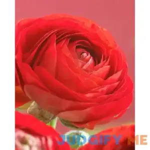 Van Zyverden Butter Cups Ranunculus Double 25 Bulbs