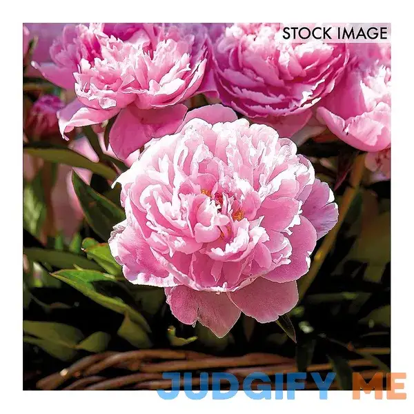 Van Zyverden Peonies Sarah Bernhardt Set Plant Roots Van Zyverden Peonies Sarah Bernhardt Set Plant Roots