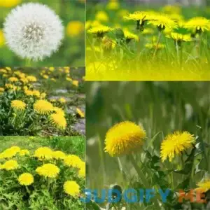 Garden Plant Seed Flower Seed Dandelion Seeds 3000+ Dandelion Yellow Seeds Perennial Wild Flower Fab for Bees Butterflies