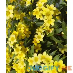2.5 Qt. Carolina Jessamine Yellow Bloom Plant