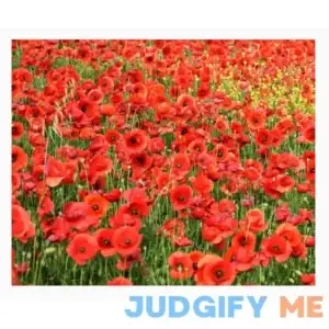 Marde Ross & Company Red Flanders Poppies 50