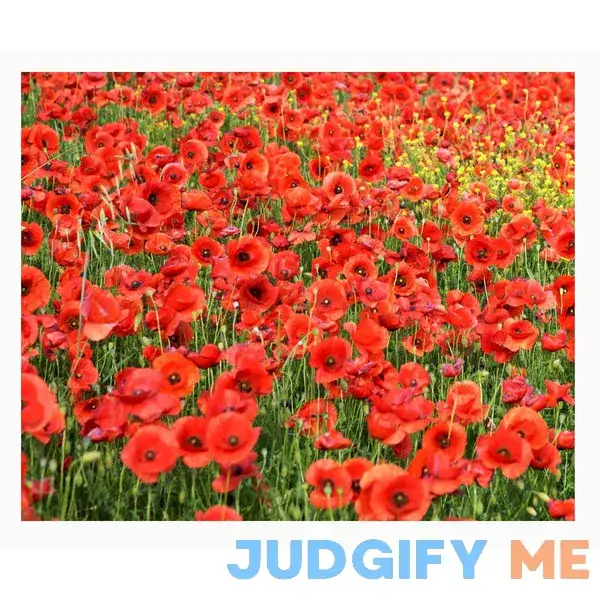 Marde Ross & Company Red Flanders Poppies 50 Marde Ross & Company Red Flanders Poppies 50