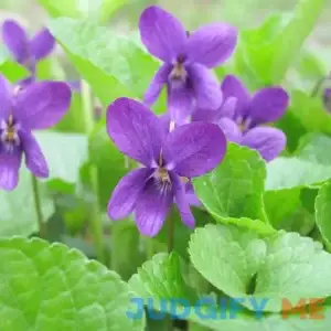 Viola Odorata 'Queen Charlotte' Seeds Sweet Violet Fragrant Blooms and Unique Coloration Perennial Plant Sweet-Scented Flowers for Shaded Borders
