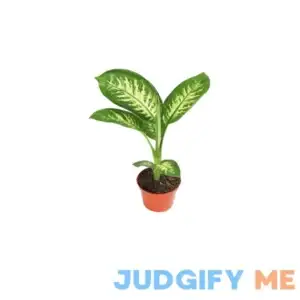 Dieffenbachia Compacta 6'' from California Tropicals