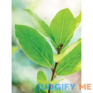 Burpee Bay Laurel 1 Plant