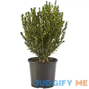 Shrub Wintergreen Boxwood 2.5 Qt